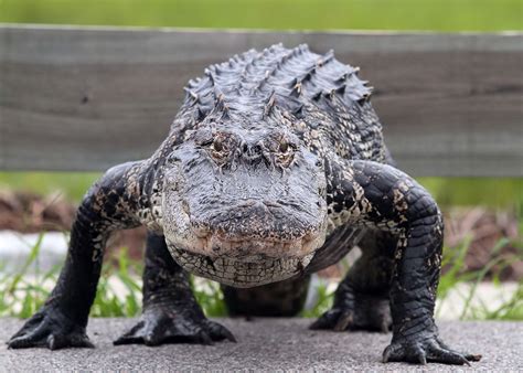 Alligator Walking | Gator football quotes, Gator, Gator nation