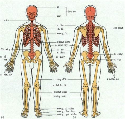 Phân loại và cấu tạo bộ xương người chia làm mấy phần