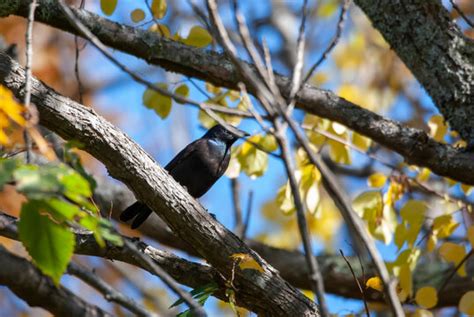 "Common Grackle" Images – Browse 1,083 Stock Photos, Vectors, and Video ...