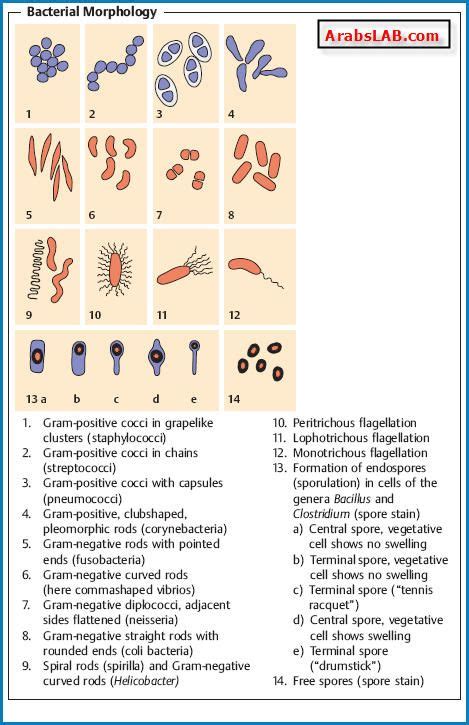 bacteria (Table 4.6) Uses few morphological (cell morphology and cell ...