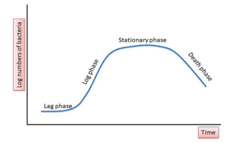 In the log phase, growth isA. SlowestB. FastestC. IntermediateD. No growth at all