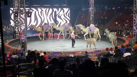 Urge UniverSoul Circus to End All Cruel Animal Acts | PETA