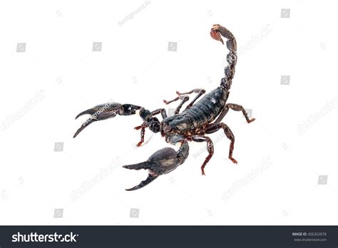 Black Scorpion Species Palamnaeus Fulvipes Thailand Stock Photo ...