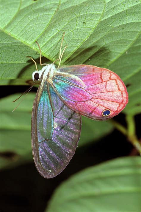 Glasswing Butterfly Photograph by Dr Morley Read