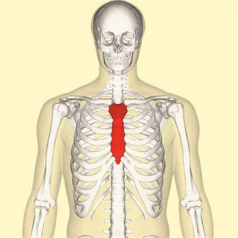 Is Your Heart Under Your Third Rib : Rib Fracture Physiopedia / In case ...