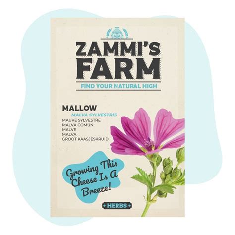 Mallow (Malva sylvestris) Seeds - Zamnesia