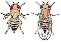 Drosophila melanogaster