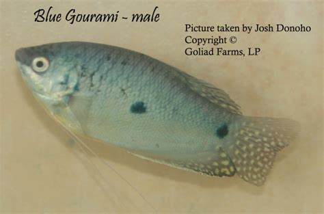 Fish Breeding: Trichogaster trichopterus, the Blue Gourami - Goliad Farms