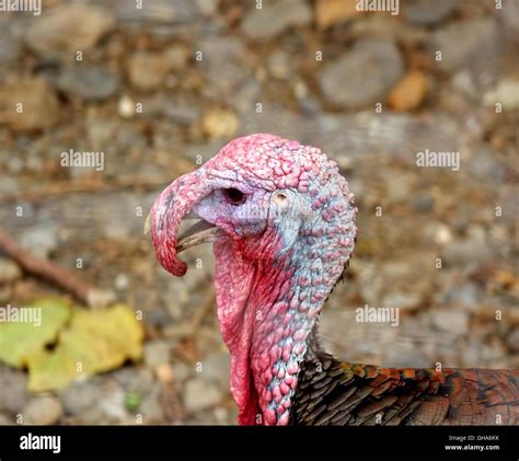 Turkey wattle hi-res stock photography and images - Alamy