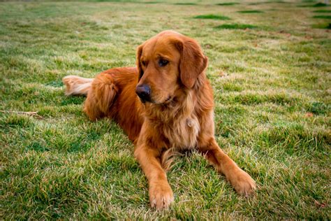 17 Best Red Golden Retriever Breeders