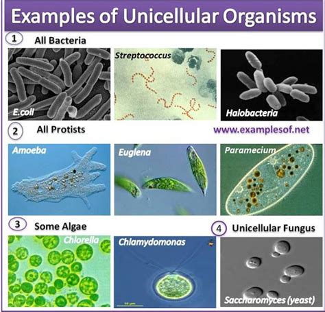 Examples of Unicellular Organisms | Unicellular Algae | Unicellular Fungus