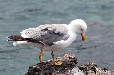 Common Gull | Bird Identification Guide | Bird Spot