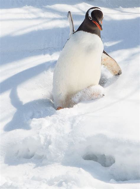 Gentoo Penguin Slipping Down The Snow Stock Image - Image of down ...