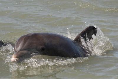 Galveston Island Wildlife The Not So Scary To The Scary!