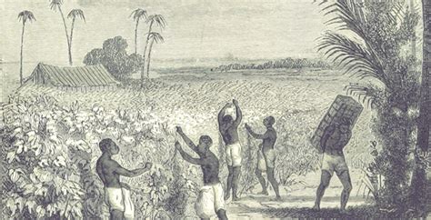 African Agricultural Productivity and the Transatlantic Slave Trade: Evidence from Senegambia in ...