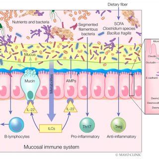 Components of intestinal barrier. Components in the diet and specific... | Download Scientific ...