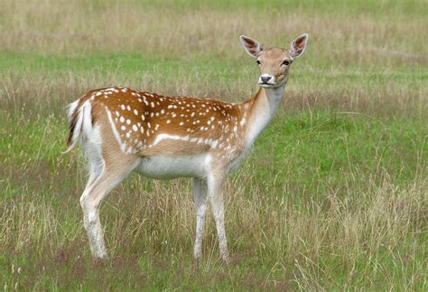 Fallow Deer Doe #1 Photograph by Nigel Downer - Fine Art America