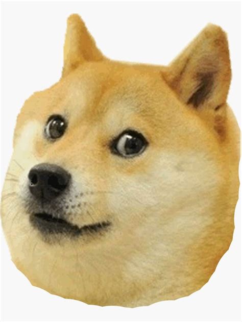 shibe doge face Sticker by catfantastic in 2021 | Doge meme, Animal memes, Dog memes