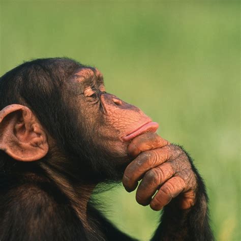 ‘Theory of mind’ demonstrated in great apes - Discover Wildlife