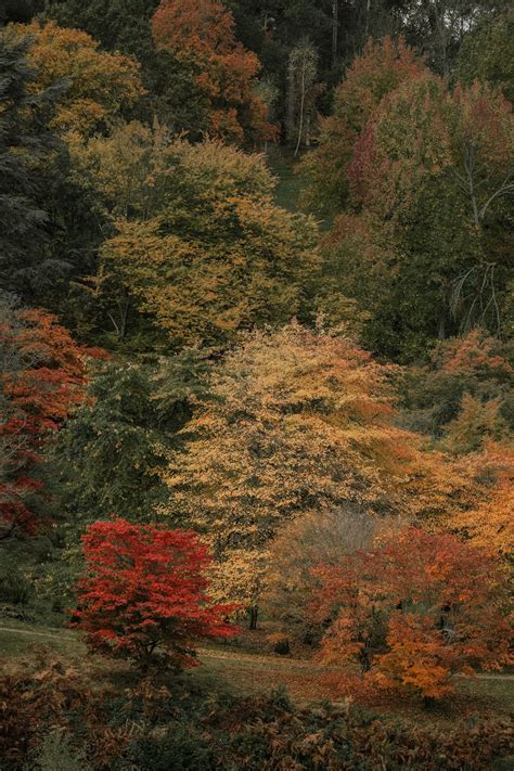 Autumn at Winkworth Arboretum - The Simple Explorer blog — Tanya Arya