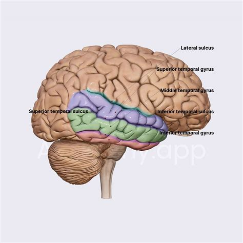 Middle Temporal Sulcus