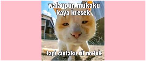 11 Potret kocak meme kucing ini isinya gombalan maut, cocok buat