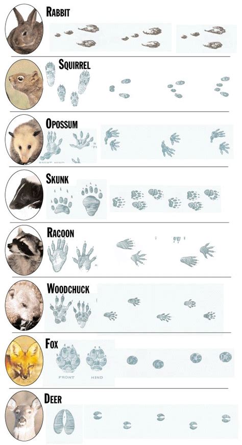 Animal tracks guide | Animal tracks, Animal footprints, Animal science