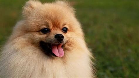 Pomeranian Dogs Breed Information, Personality, Pictures, Videos