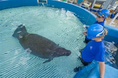 SeaWorld Orlando Manatee Rescue | Seaworld orlando, Sea world, Manatee