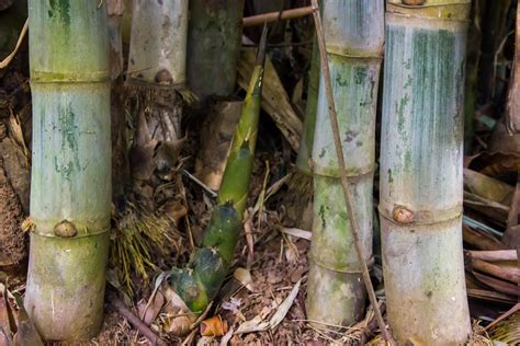 How to Grow Edible Bamboo Shoots - Modern Farmer