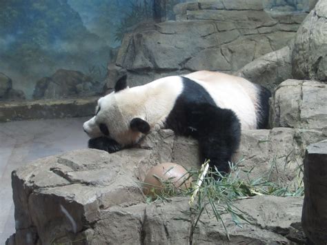 PANDAS!!! (at the National Zoo) | Washington dc travel, Panda bear, Panda