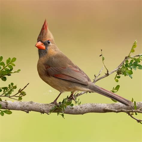 This female Cardinal has some of the prettiest colors I have seen on ...