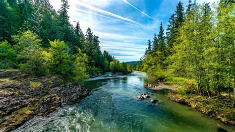 4 Different Types of Forests in Oregon - NatureNibble