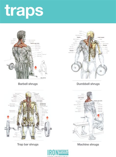 Blogarticleback Traps And Biceps Workout 37 - Iron Works - Bodybuilding Gym in Birmingham