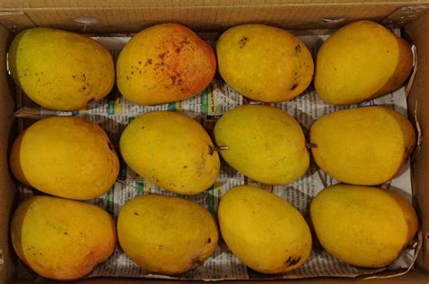 Ratnagiri Alphonso Mangoes at Rs 600/dozen | Alphonso Mangoes | ID ...