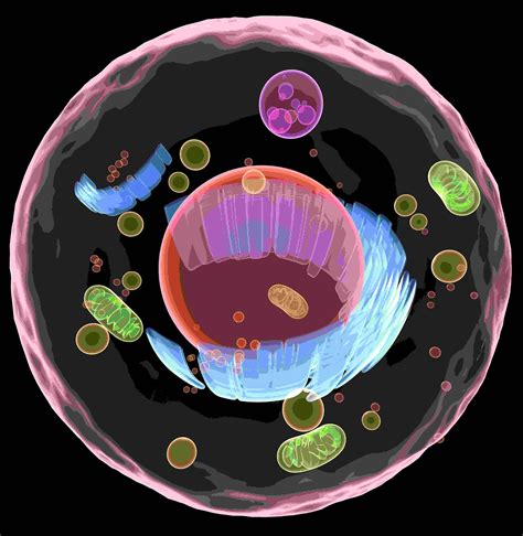 Intracellular Digestion