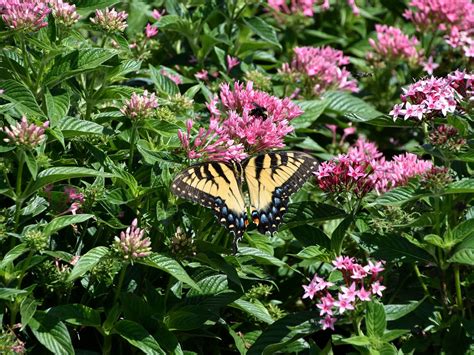 Certain blooming plants attract many butterflies | Blooming plants, Plants, Bloom