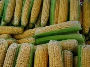 Maize Farming Project Report, Cost, Profit Guide | Agri Farming