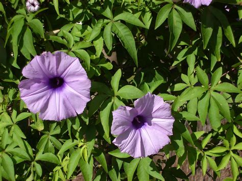 Ipomoea cairica - UF/IFAS Assessment - University of Florida, Institute of Food and Agricultural ...