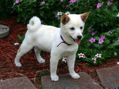 Shiba Inu Lab Mix: Complete Guide - Dog Leash Pro