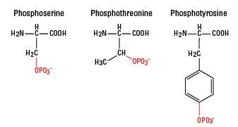 Serine Phosphorylation