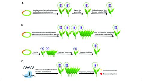 | Schematics showing the main strategies for isolating transgene-free ...