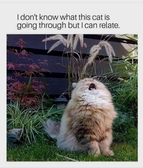 25 Screaming Cat Memes | Cute funny animals, Funny animal memes, Funny animal pictures