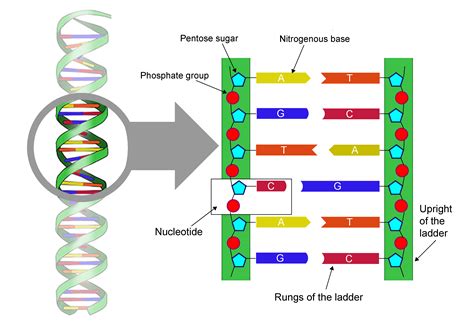 Dna Structure And Replication Worksheet – Englishworksheet.my.id