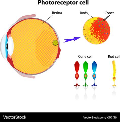 Retina rod cells and cone cells Royalty Free Vector Image