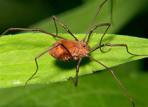 Opiliones - The World of Arachnids