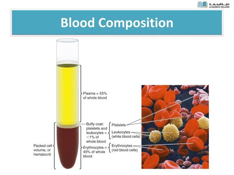 PPT - Plasma Protein PowerPoint Presentation, free download - ID:6875727