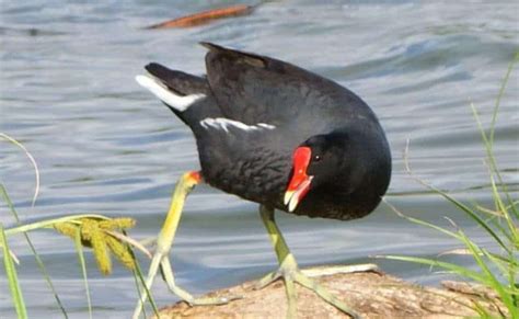 Aprende Todo Sobre Rallidae, Una Familia De Aves Aprende Todo Sobre Rallidae, Una Familia De Aves