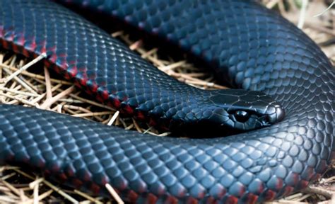 Redbellied Black Snake Close Up Stock Photo - Download Image Now - iStock