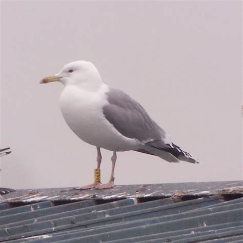 Caspian Gull | BTO - British Trust for Ornithology